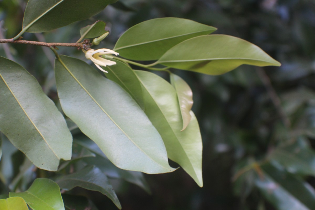 Xylopia nigricans Hook.f. & Thomson